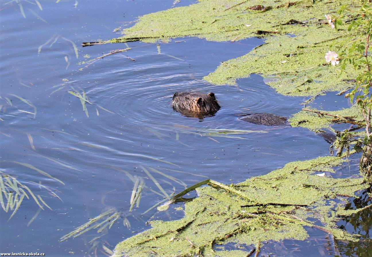 Nutrie říční - Myocastor coypus - Foto Rasťo Salčík 0522 (2)