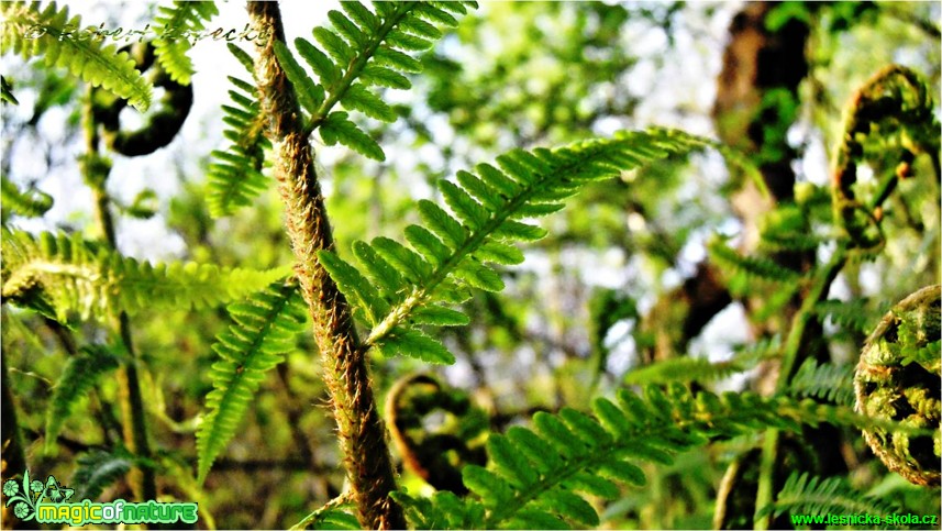 Kapraď samec - Dryopteris filix-mas - Foto Robert Kopecký