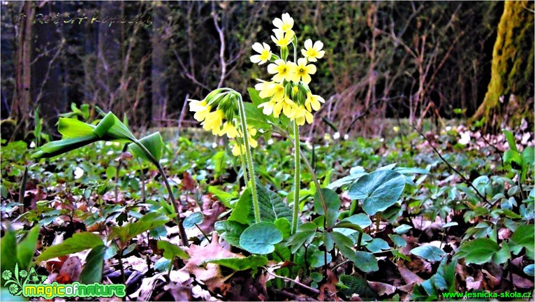 Prvosenka vyšší - Primula elatior - Foto Robert Kopecký