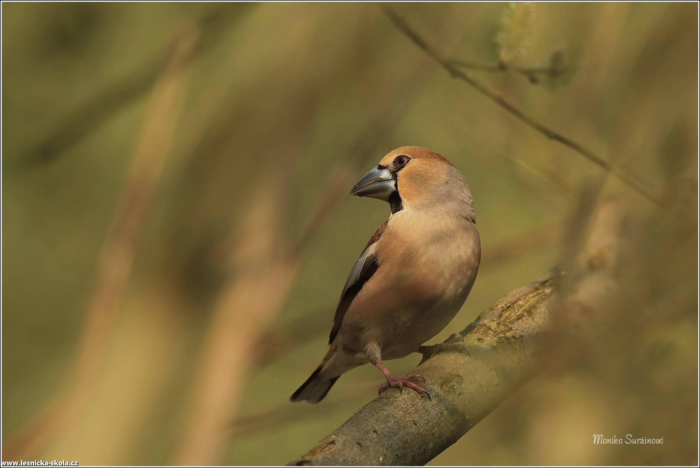 Dlask tlustozobý - Coccothraustes coccothraustes - Hawfinch - Foto Monika Suržinová 0522