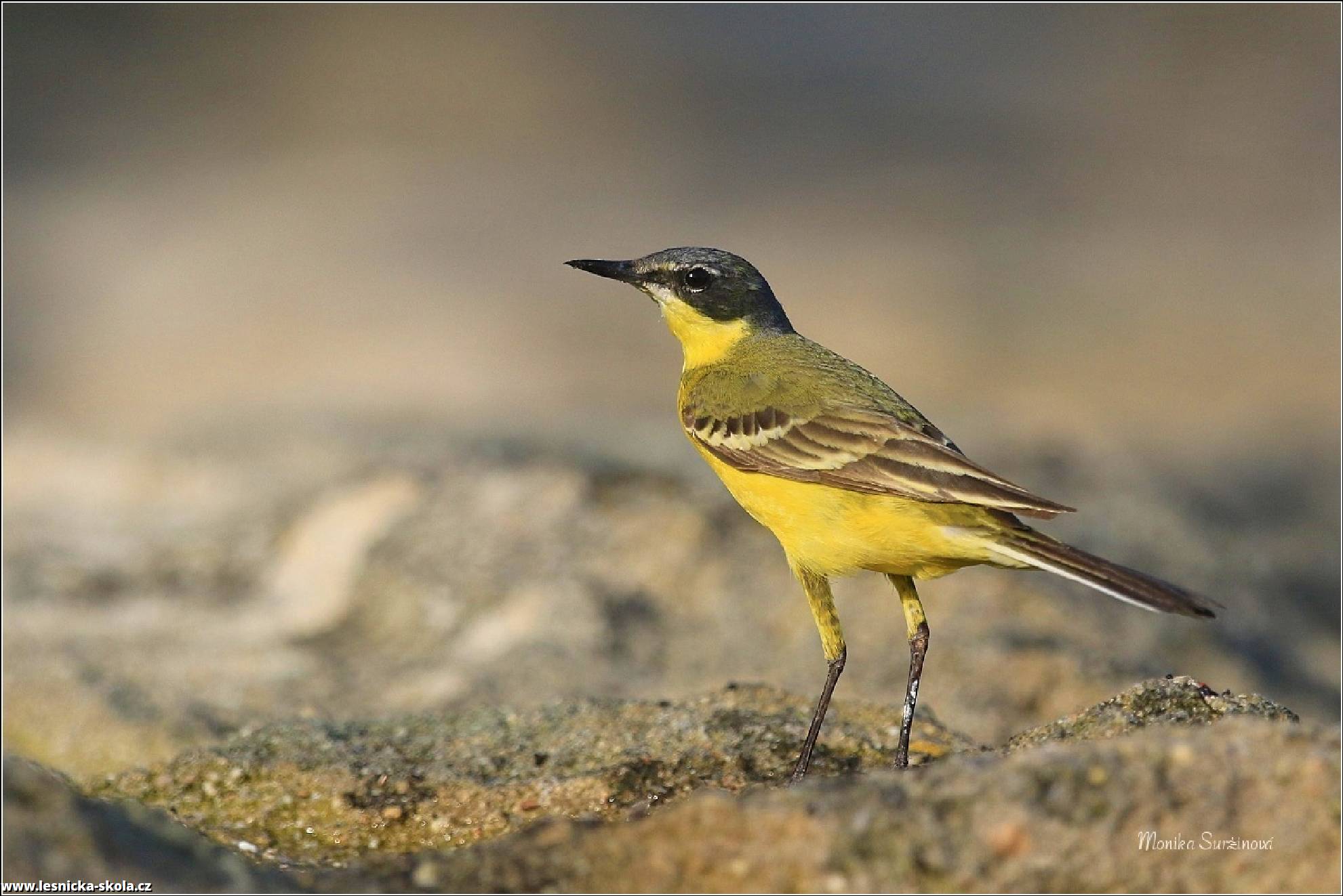 Konipas luční - Motacilla flava - Western Yellow Wagtail - Foto Monika Suržinová 0522