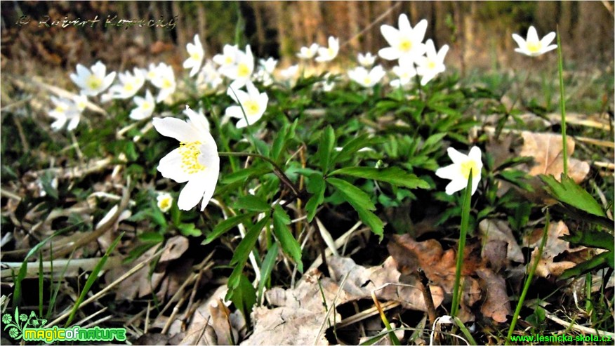 Sasanka hajní - Anemone nemorosa - Foto Robert Kopecký