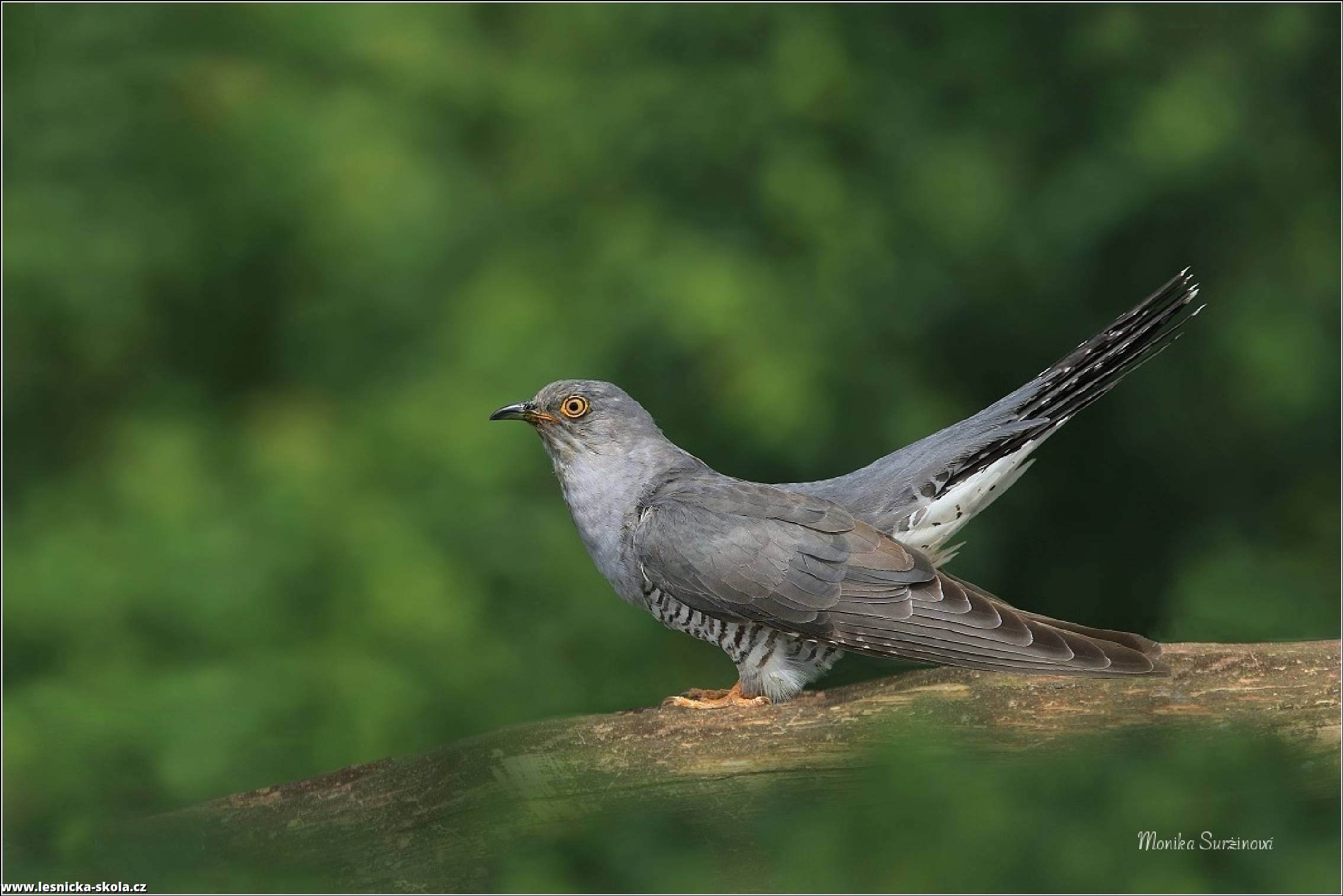 Kukačka obecná - Cuculus canorus - Common cuckoo - Foto Monika Suržinová 0522