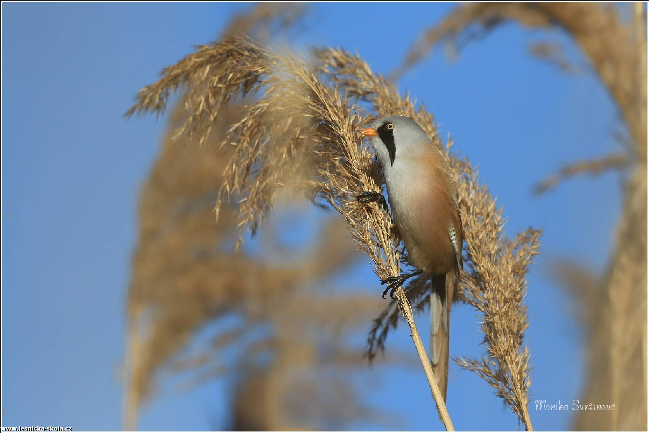 Sýkořice vousatá - Panurus biarmicus - Bearded tit - Foto Moniika Suržinová 0522