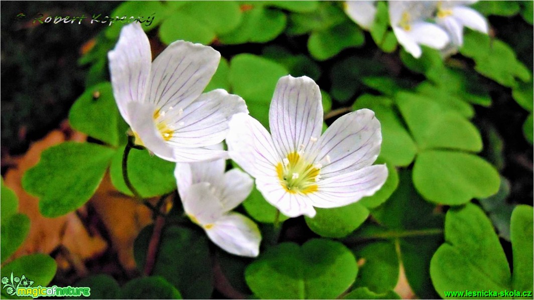 Šťavel kyselý - Oxalis acetosella - Foto Robert Kopecký