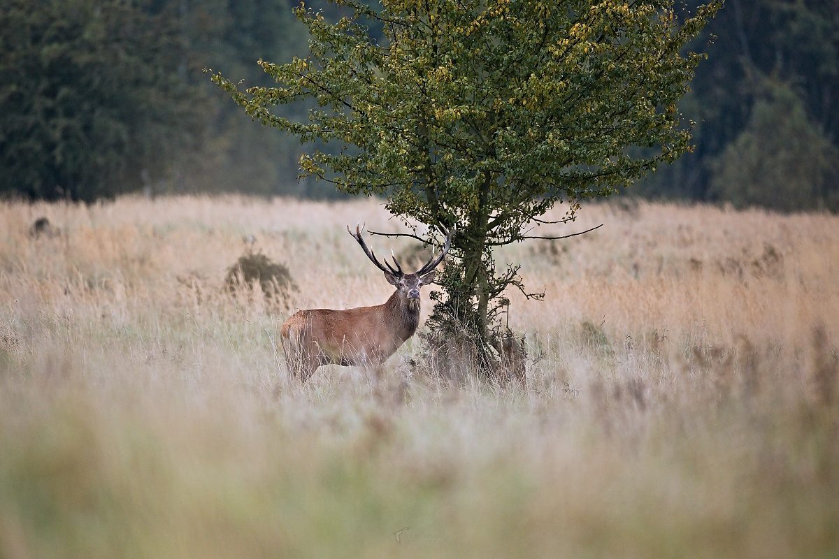 Jelen lesní - Cervus elaphus - Foto Lukáš Zahrádka 0522