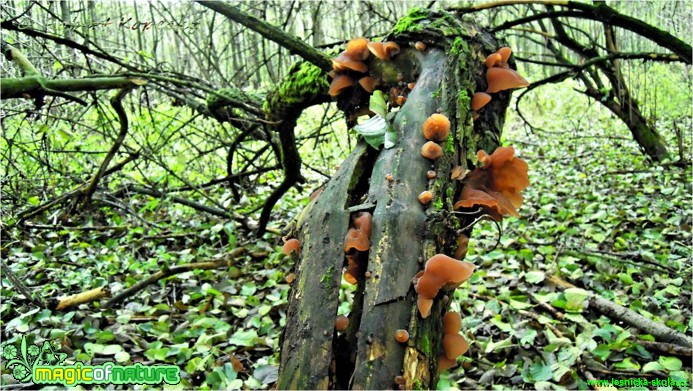 Bolcovitka bezová - Auricularia auricula - judae - Foto Robert Kopeký (1)