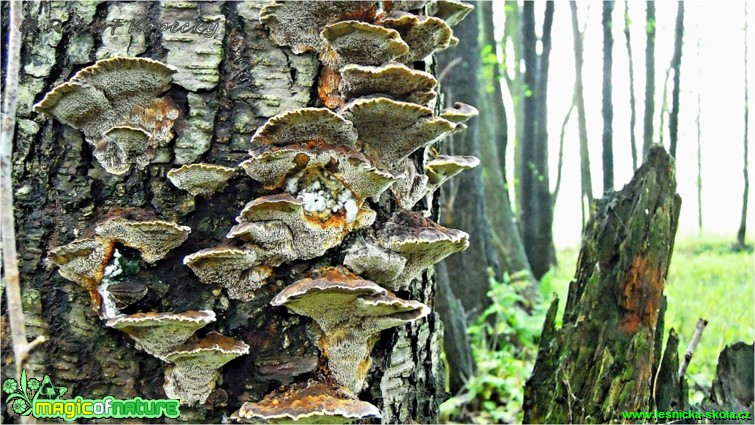 Dubovnice střevovitá - Pachykytospora tuberkulosa - Foto Robert Kopeký