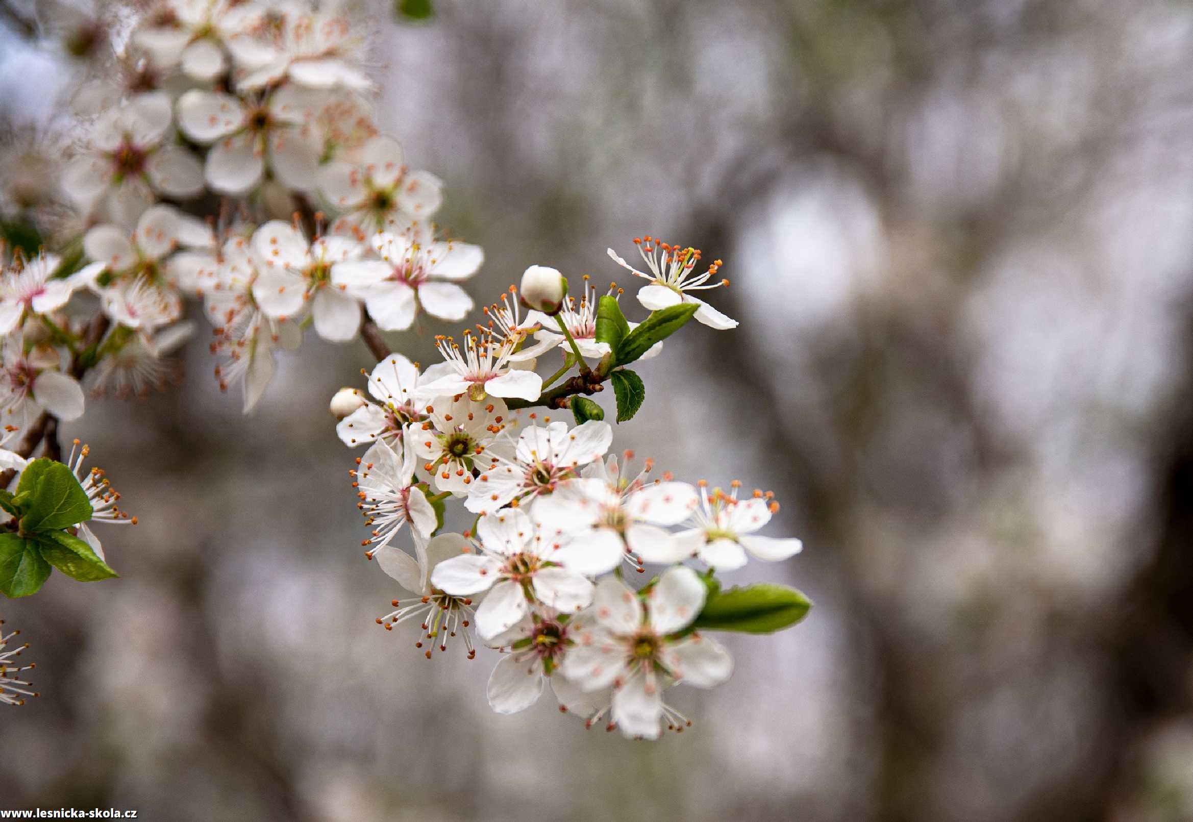 Přehlídka květů na zahradě - Foto Jaroslava Jechová 0422 (9)