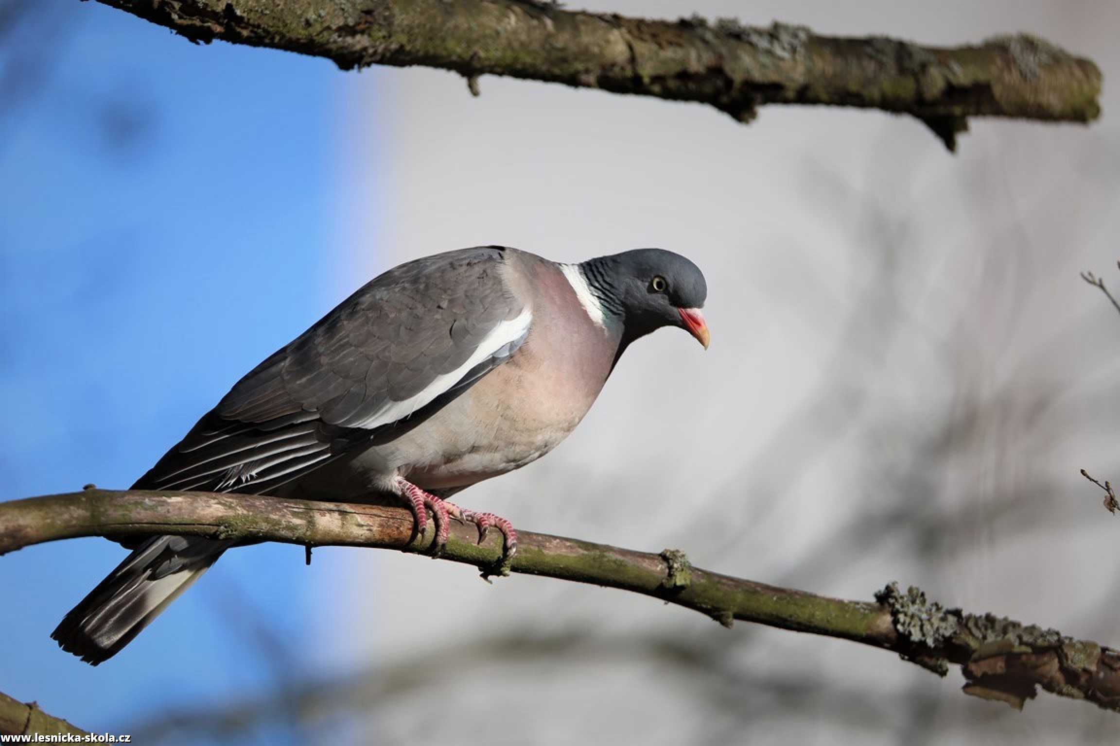 Holub hřivnáč - Columba palumbus - Foto František Novotný 0522