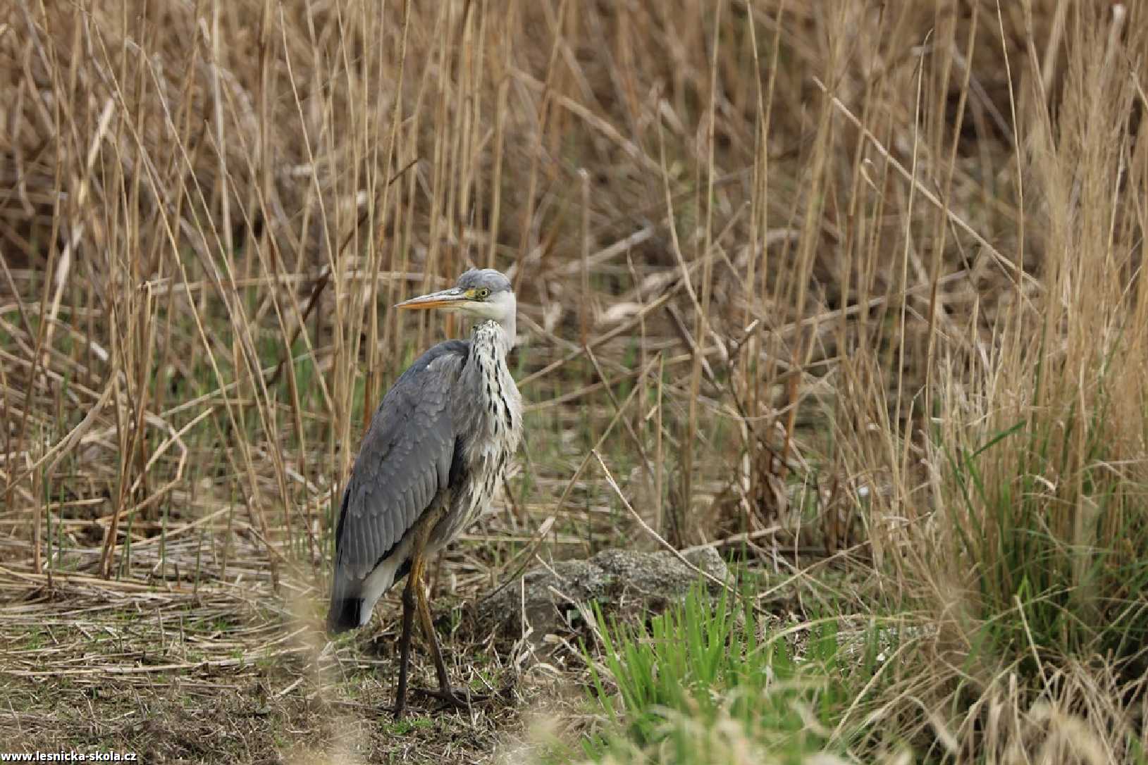 Volavka popelavá - Ardea cinerea - Foto František Novotný 0522