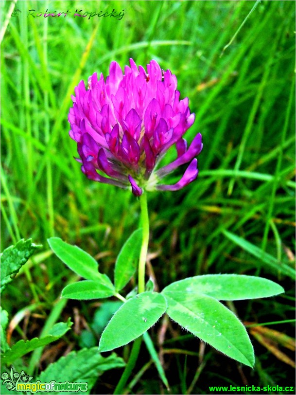 Jetel luční  - Trifolium pratense - Foto Robert Kopeký