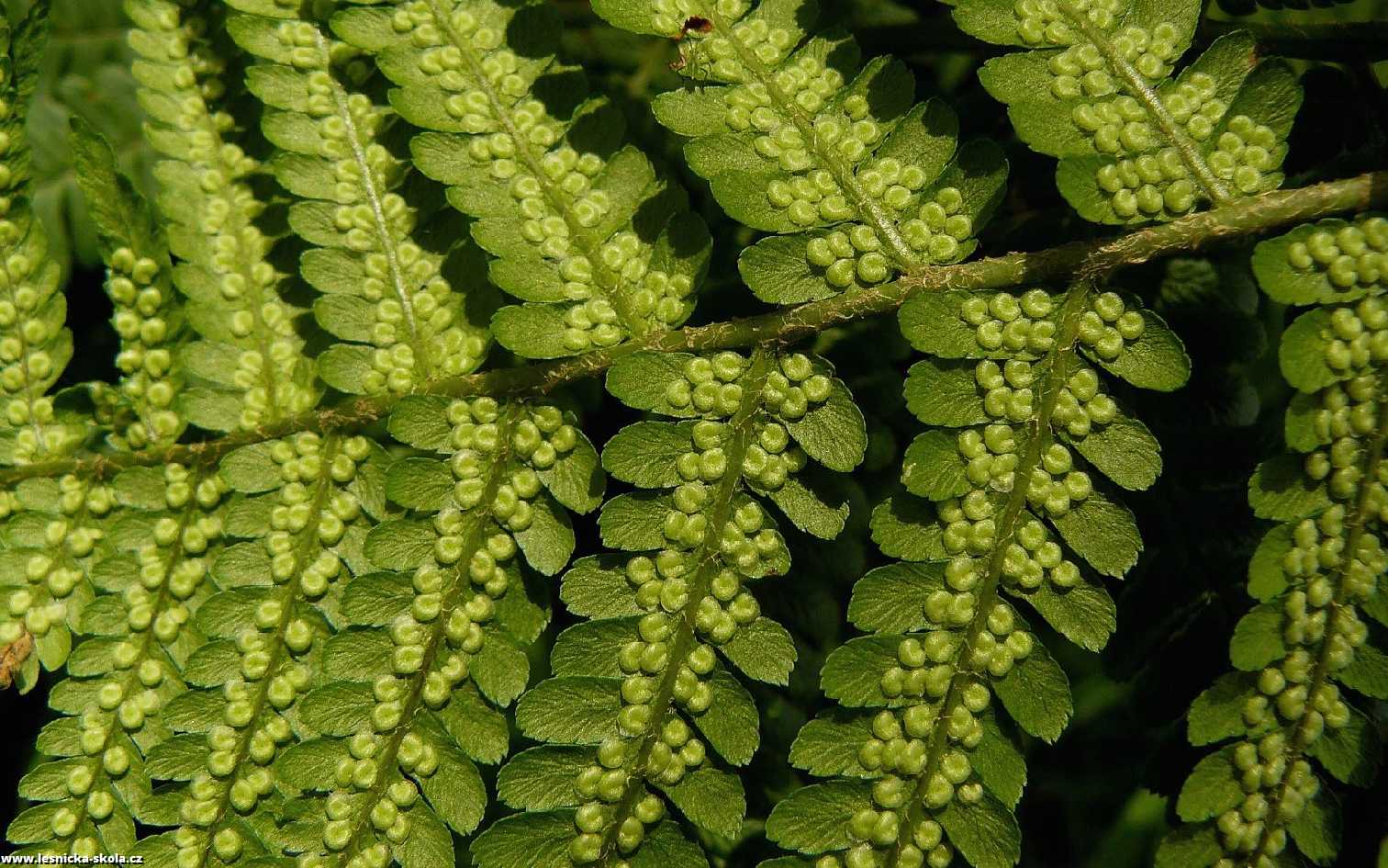 Kapraď samec - Dryopteris filix-mas - Foto Pavel Stančík 0722