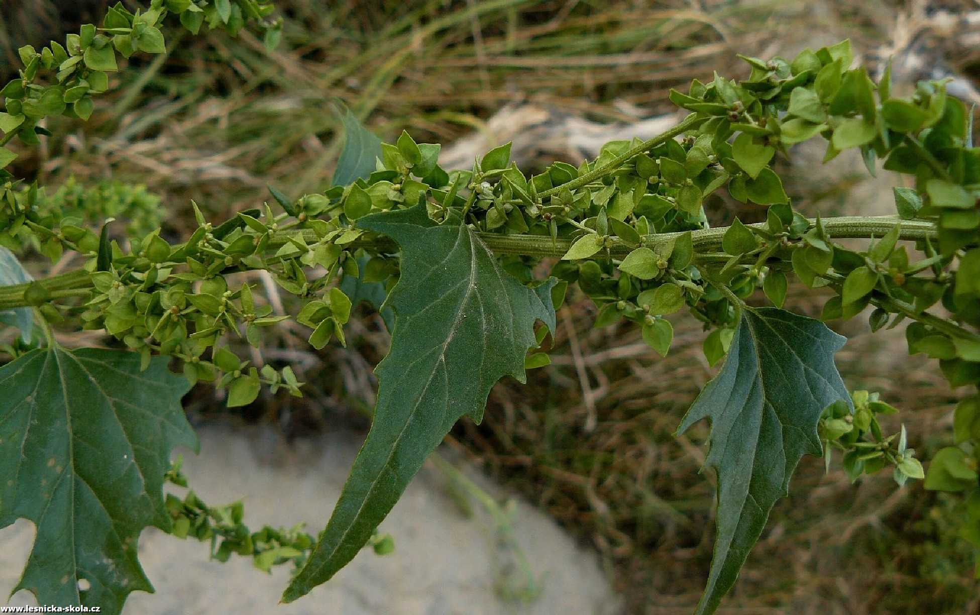 Lebeda lesklá - Atriplex sagittata - Foto Pavel Stančík 0722