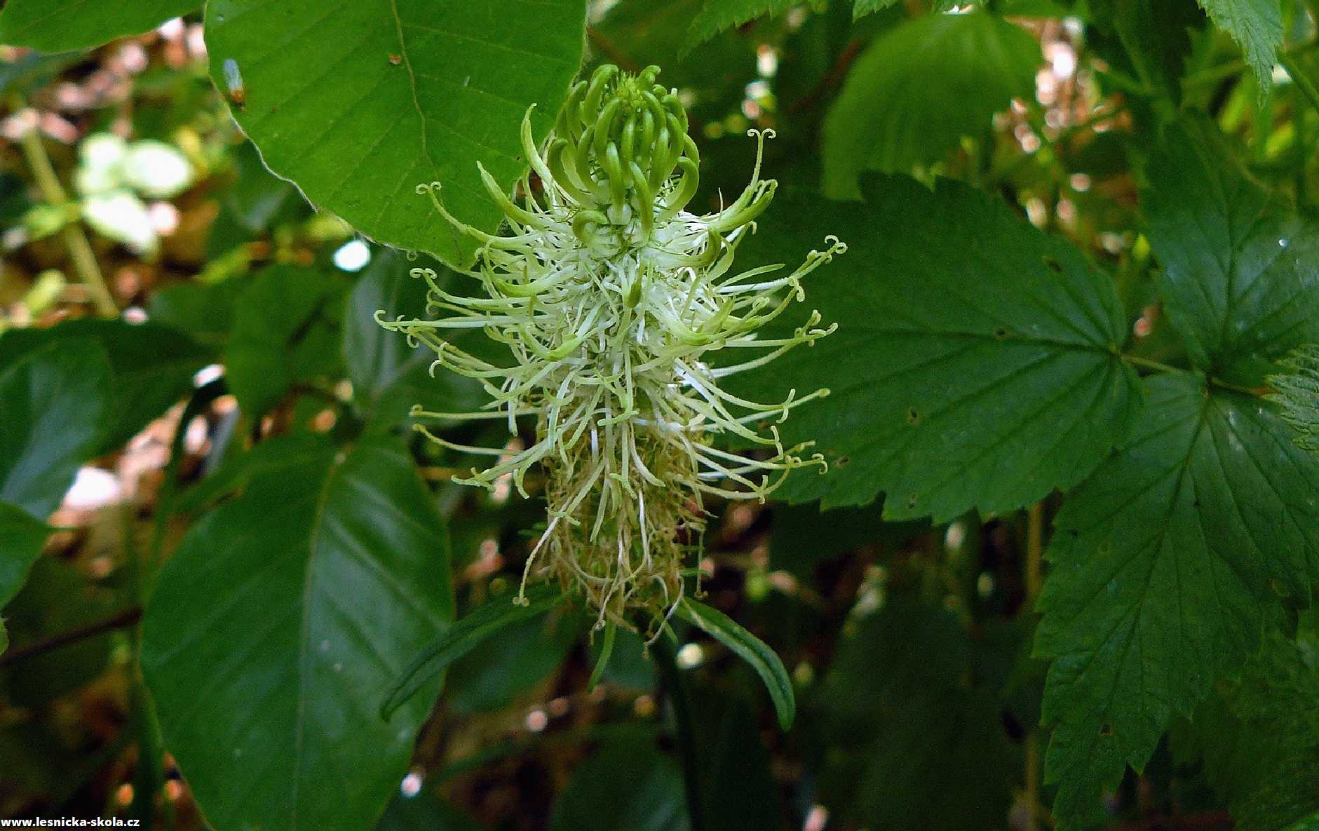 Zvonečník klasnatý - Phyteuma spicatum - Foto Pavel Stančík 0722