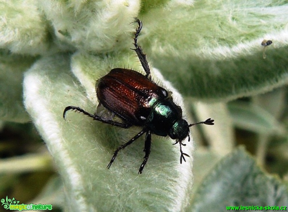 Listokaz zahradní - Phyllopertha horticola - Foto Pavel Stančík