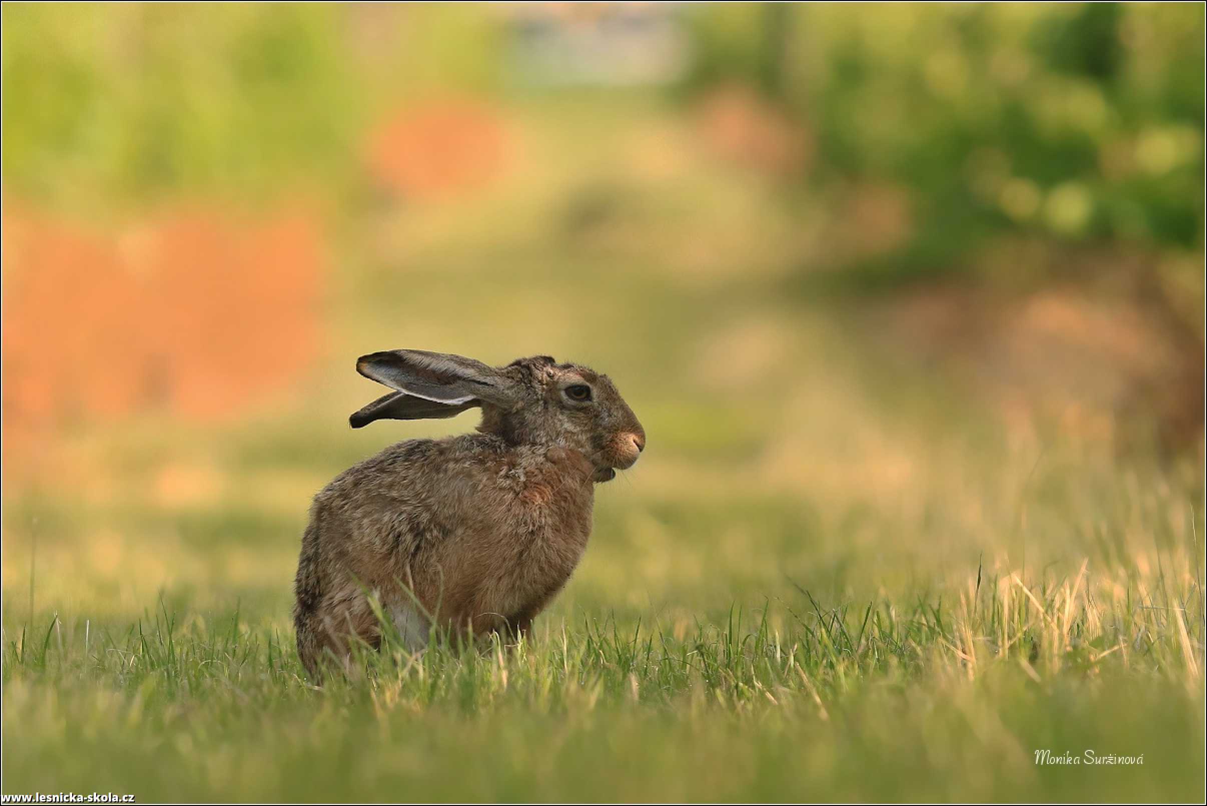 Zajíc polní - Lepus europaeus - Foto Monika Suržinová 0722 (3)