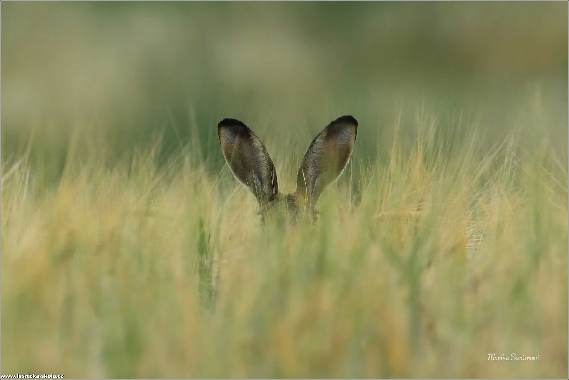 Zajíc polní - Lepus europaeus - Foto Monika Suržinová 0722 (6)