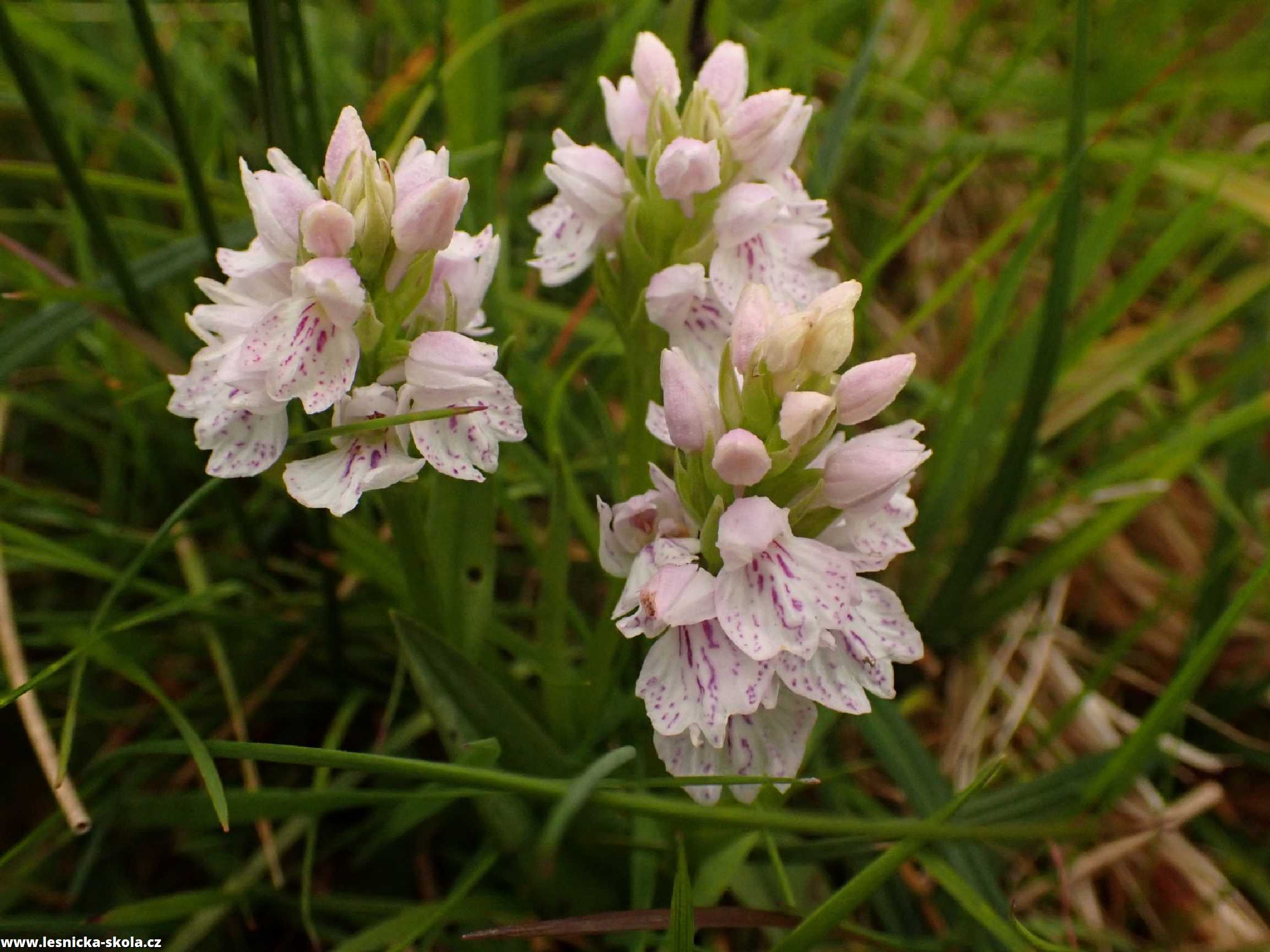 Prstnatec plamatý - Dactylorhiza maculata - divoká orchidej z Islandu - Foto Petr Mužák 0722 (2)