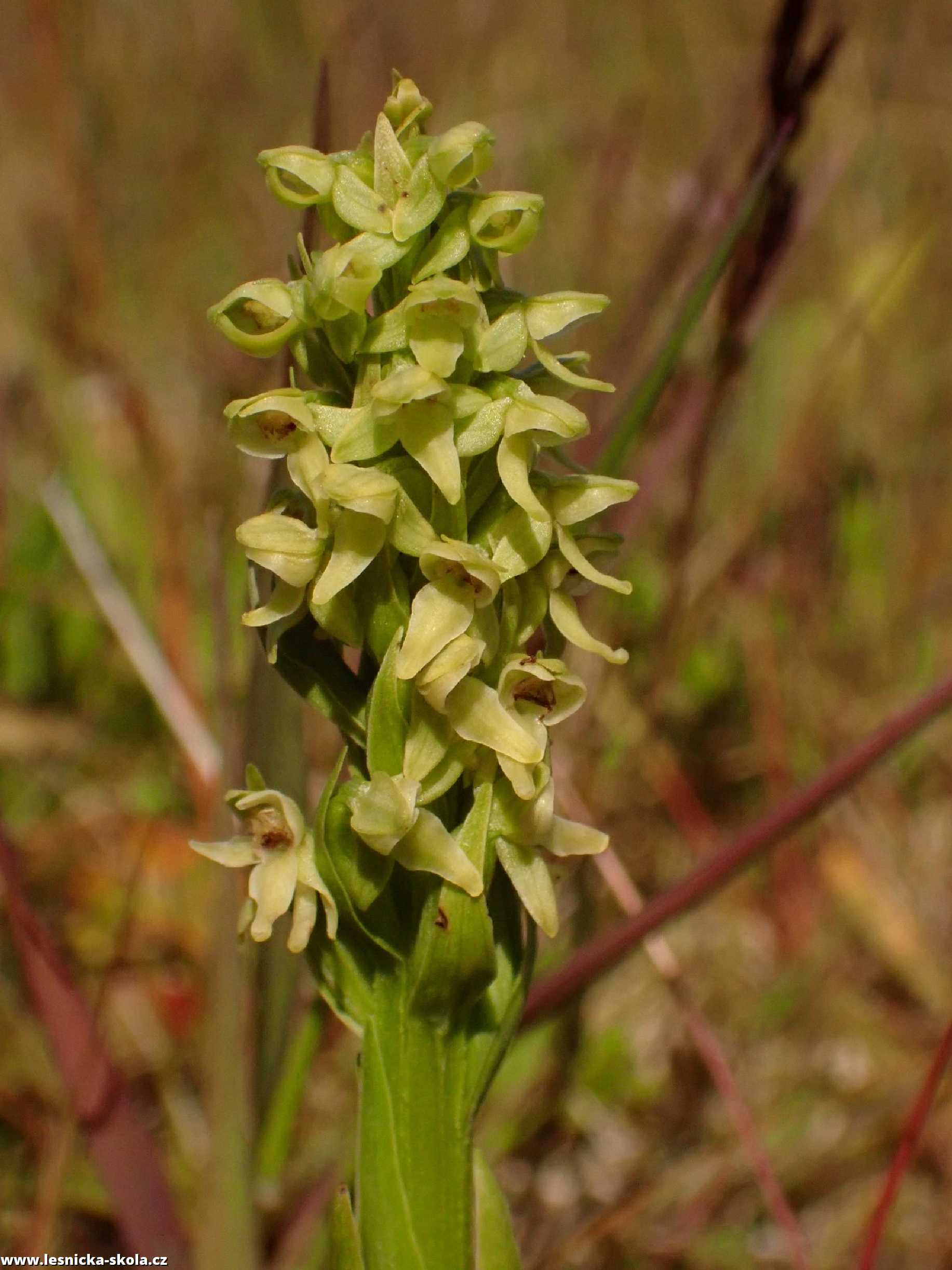 Vemeník severní -  Platanthera hyperborea - divoká orchidej z Islandu - Foto Petr Mužák 0722