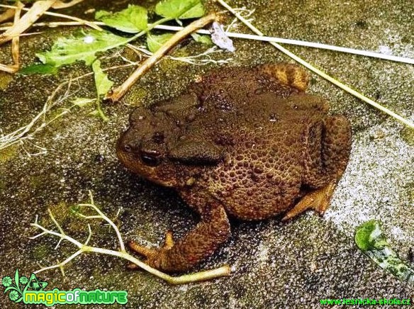 Ropucha obecná - Bufo bufo - Foto Pavel Stančík