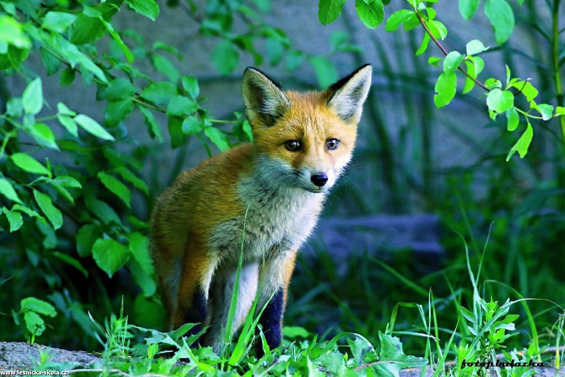 Liška obecná - Vulpes vulpes - Foto Pavel Balazka 0622 (2)