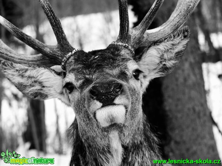 Jelen lesní - Cervus elaphus -  Foto David Hlinka (1)