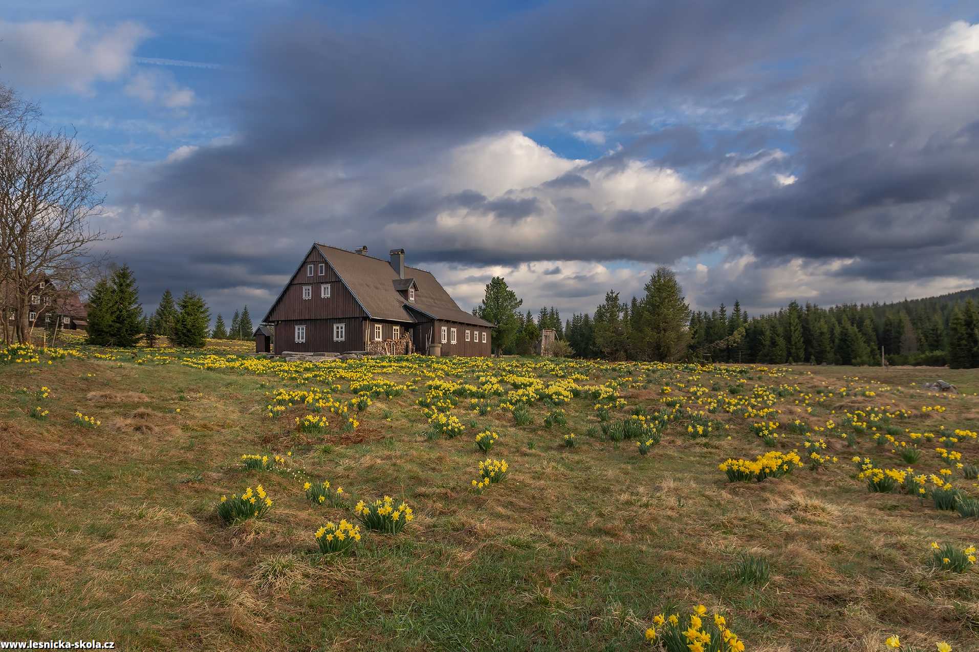 Narcisky u Hnojového domu na Jizerce - Foto Jaroslava Jechová 0522 (1)