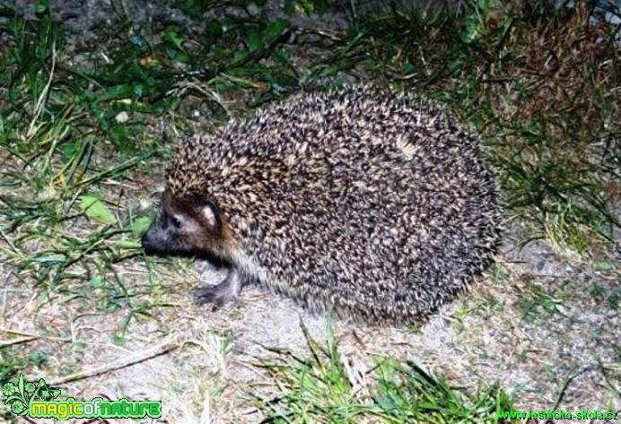 Ježek východní - Erinaceus roumanicus - Foto Pavel Stančík (2)