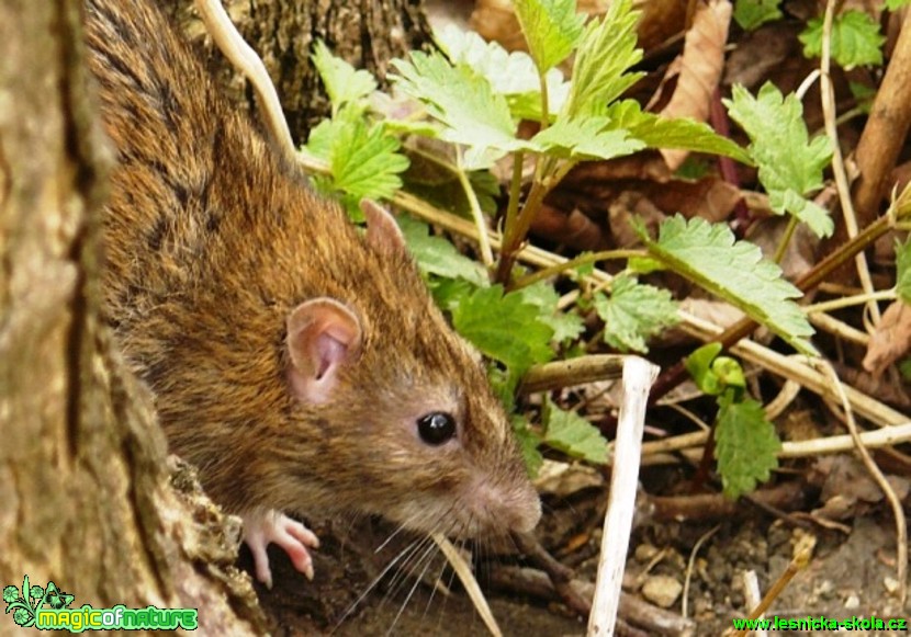 Potkan obecný - Ratus norvegicus - Foto Pavel Stančík