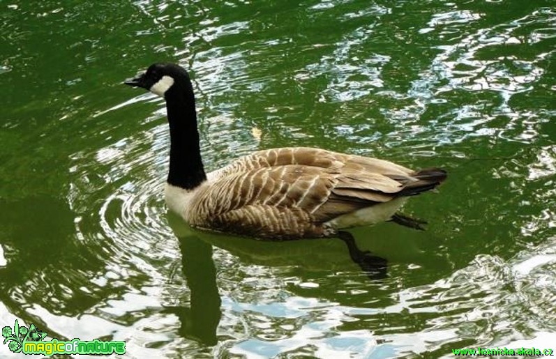 Berneška kanadská - Branta canadensis - Foto Pavel Stančík