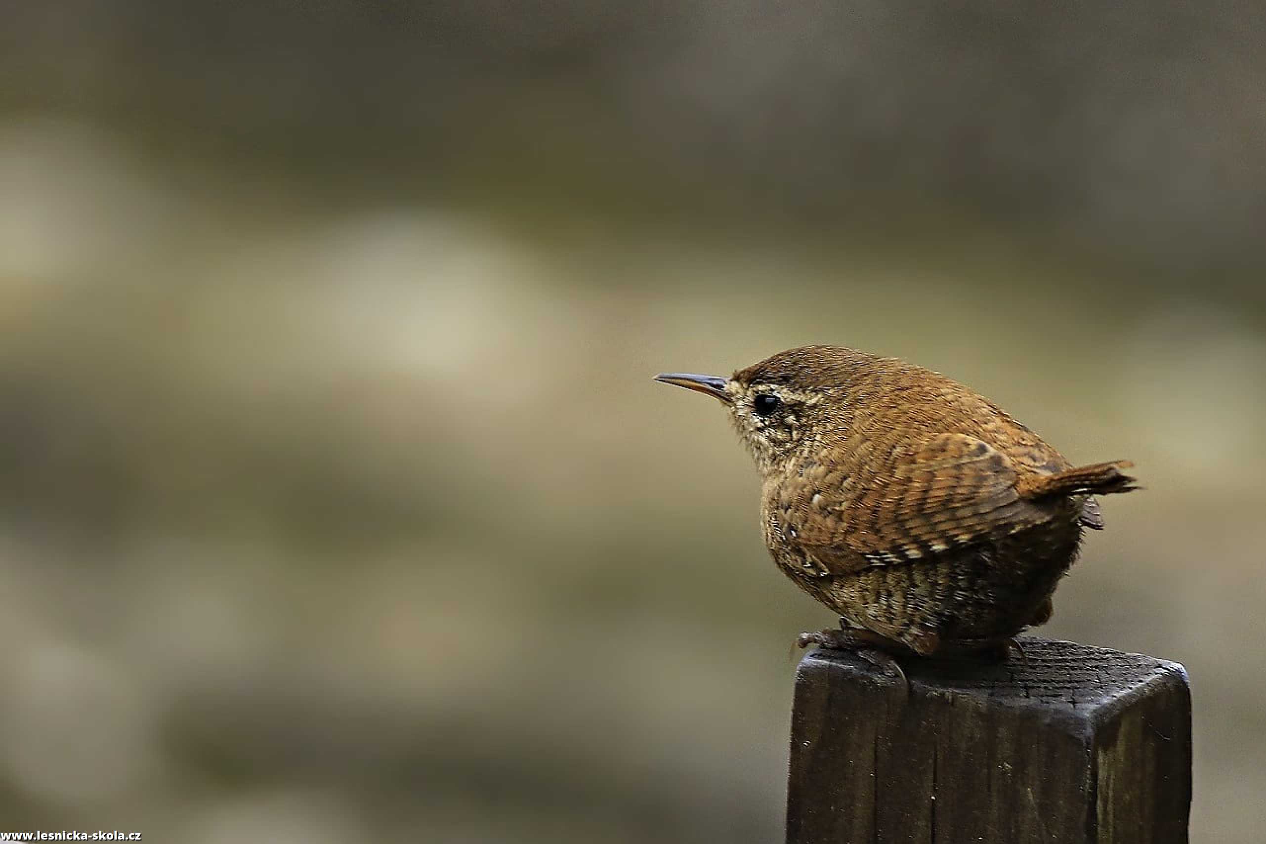 Střízlík obecný - Troglodytes troglodytes - Foto Pavel Balazka 0322