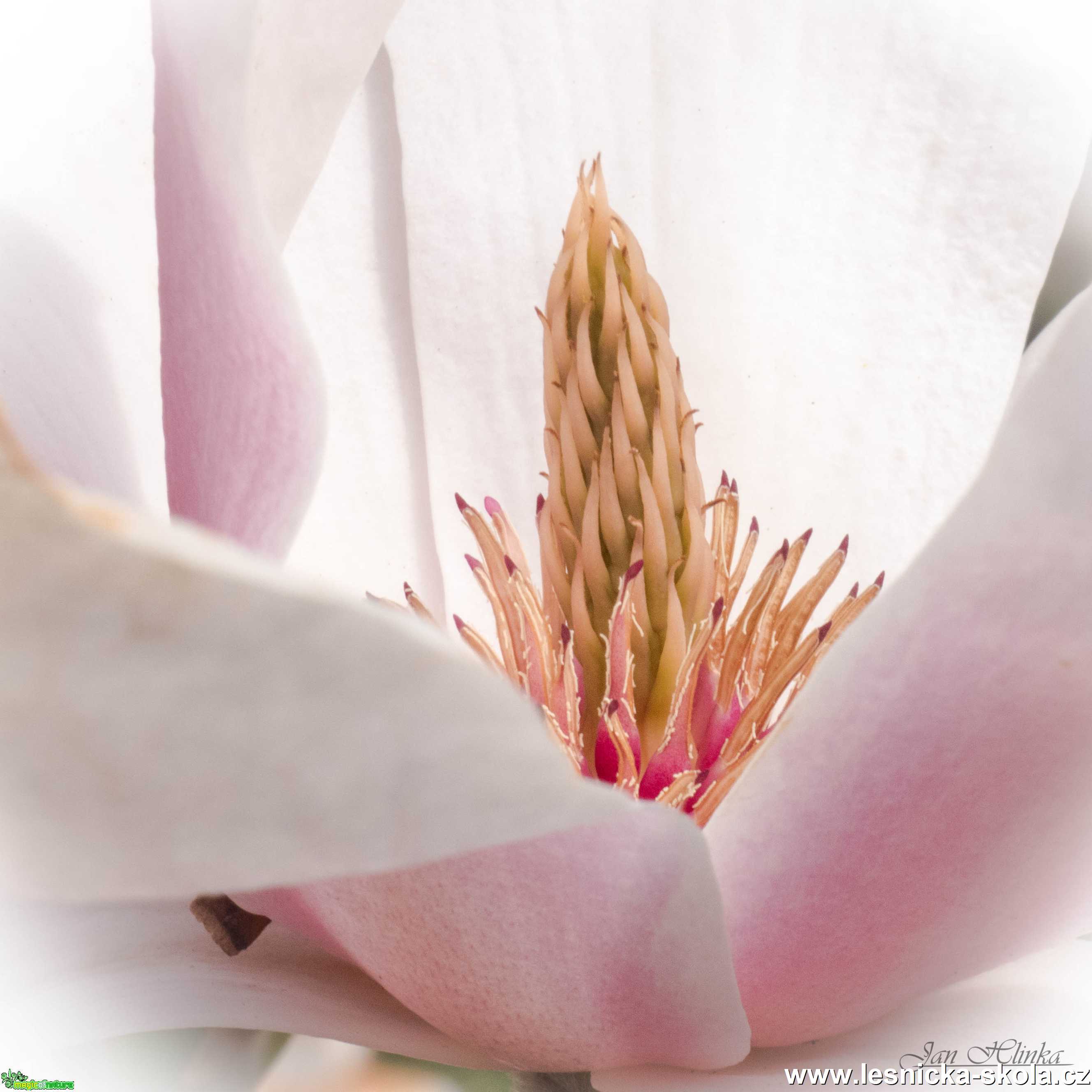 Vnitřek květu magnólie - Foto Jan Hlinka 1121