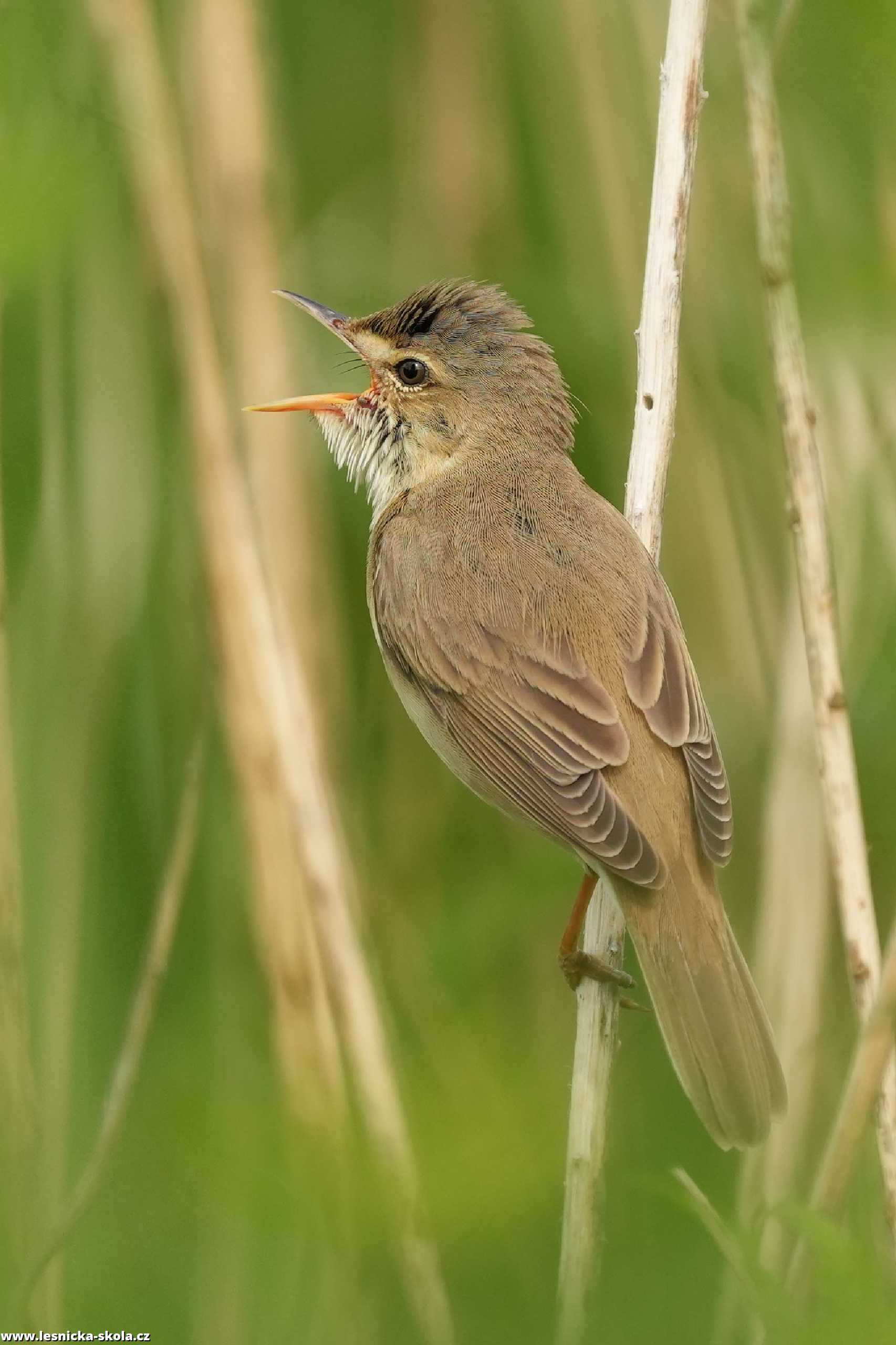 Rákosník zpěvný - Acrocephalus palustris - Foto Irena Wenischová 0622