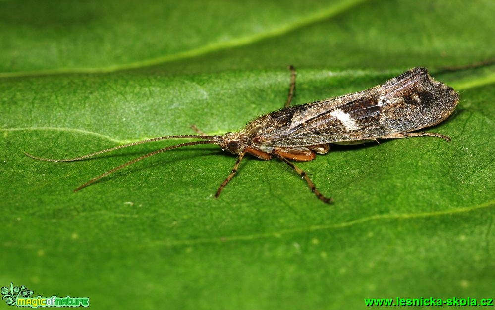 Chrostík - Glyphotaellus pellucidus - Foto G. Ritschel