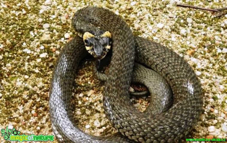 Užovka obojková -  Natrix natrix - Foto Pavel Stančík