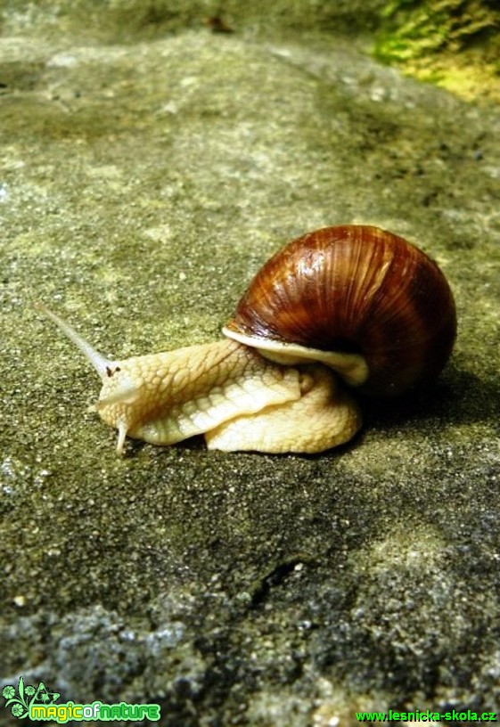 Hlemýžď zahradní - Helix pomatia - Foto Pavel Stančík