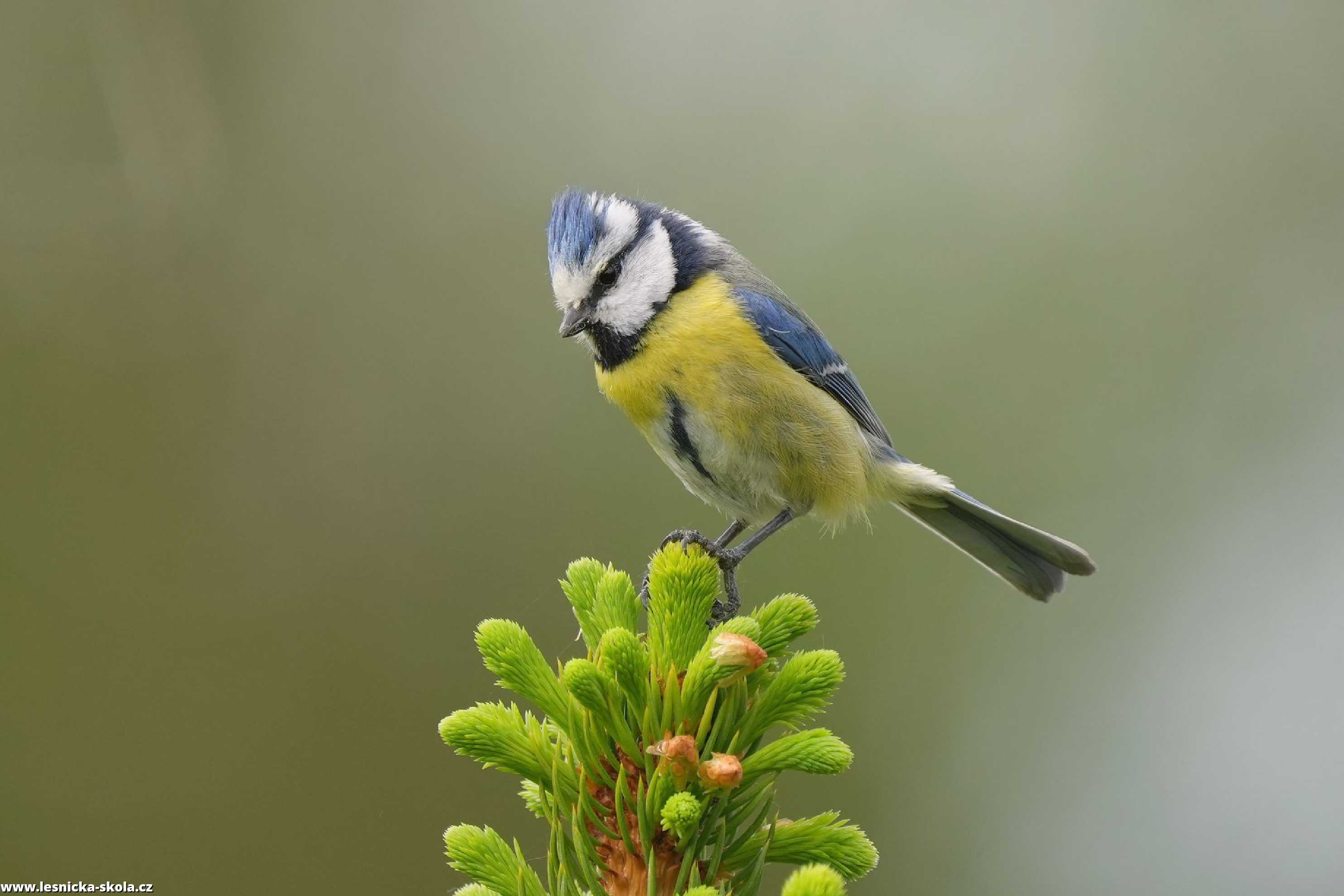 Sýkora modřinka - Parus caeruleus - Foto Irena Wenischová 0722