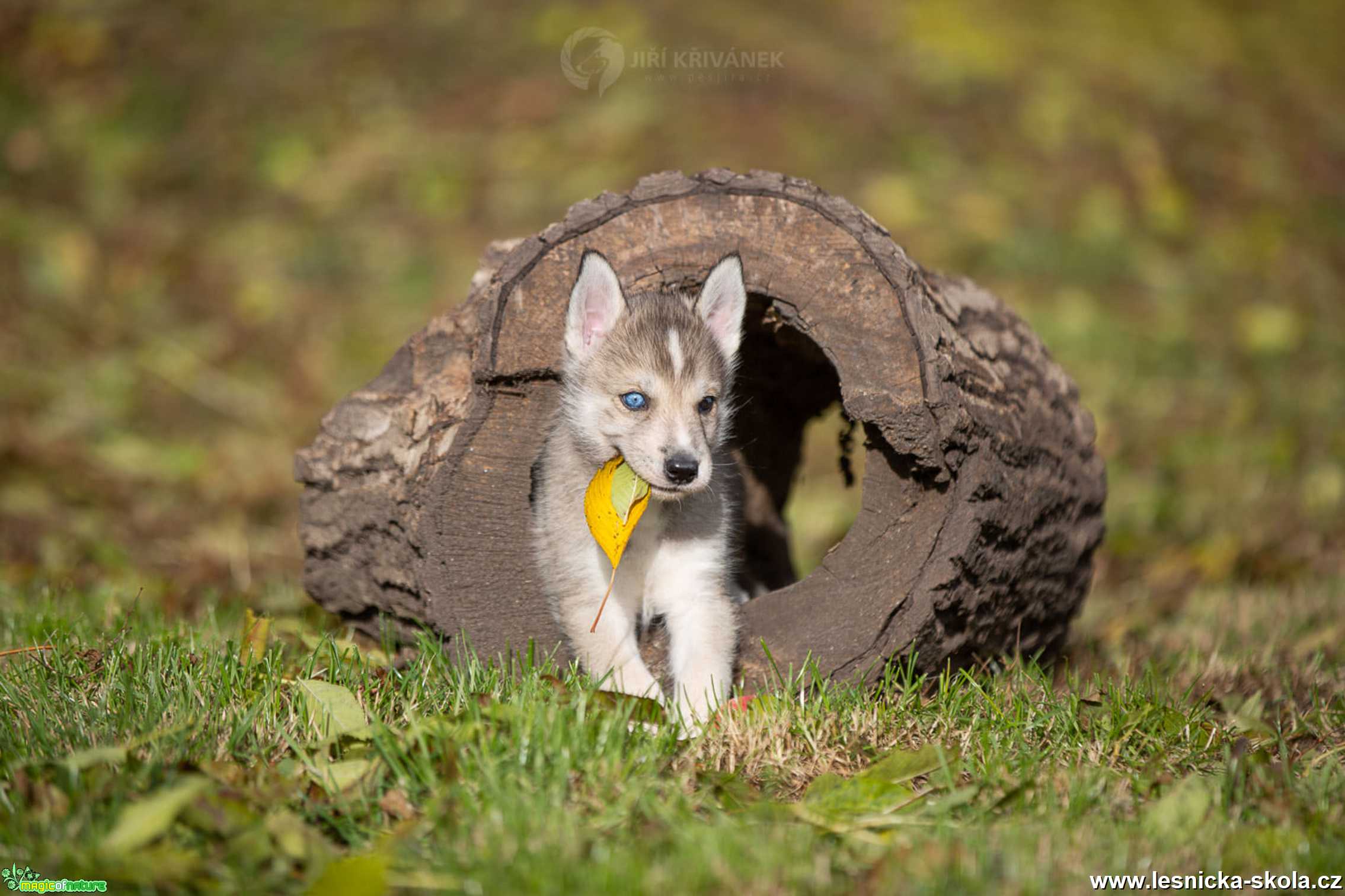 Pan Wofíček - Foto Jiří Křivánek 1121