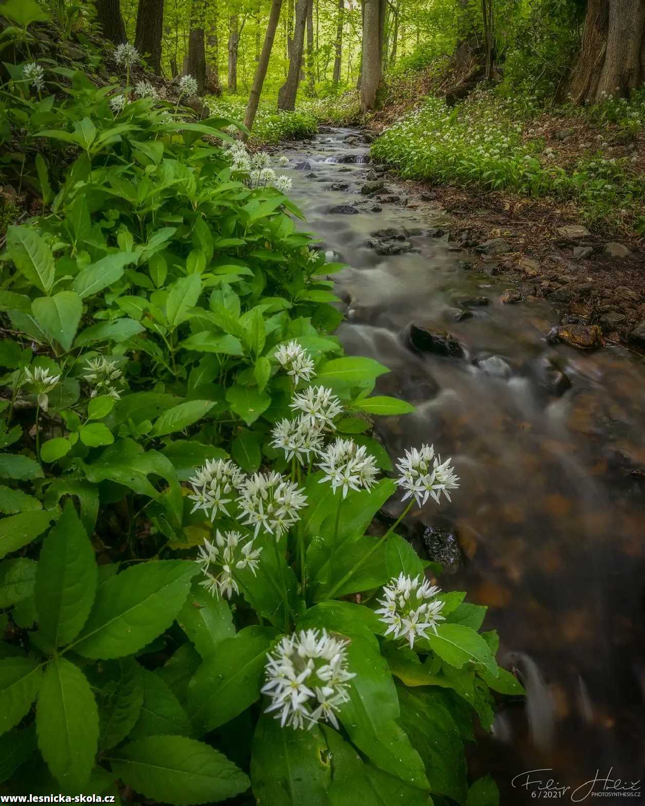 Česnek, co mají rádi medvědi - Foto Filip Holič 0922