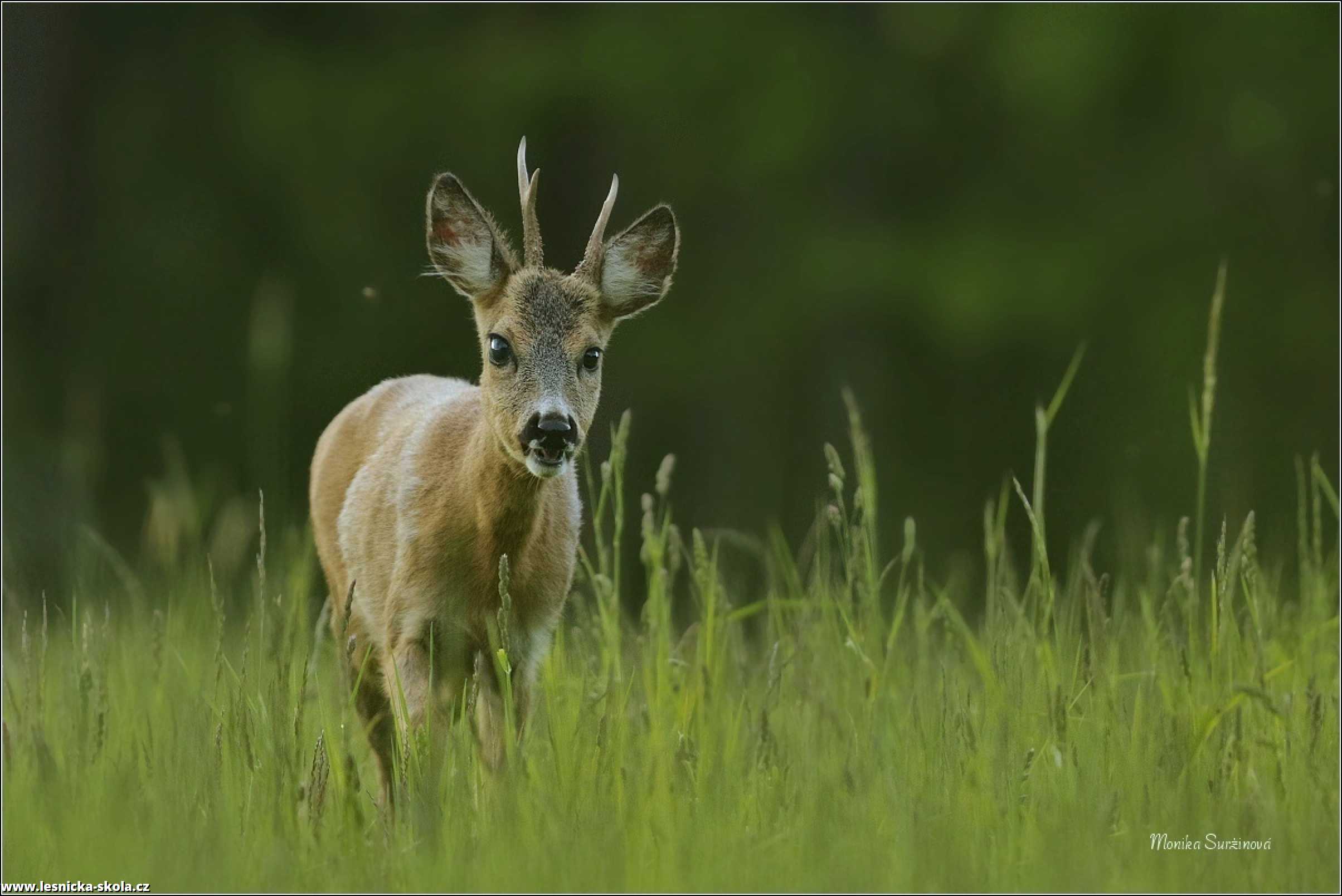 Srnec obecný - Capreolus capreolus - Foto Monika Suržinová 0822 (1)