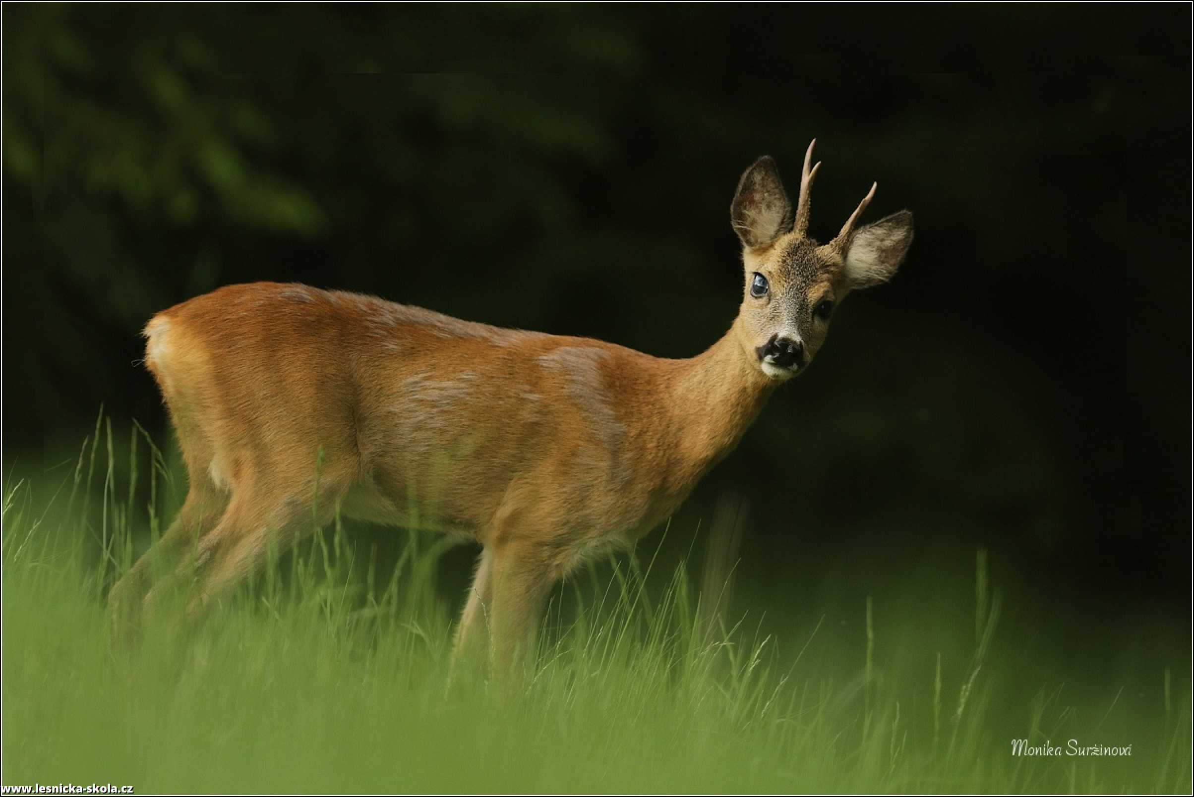 Srnec obecný - Capreolus capreolus - Foto Monika Suržinová 0822 (2)