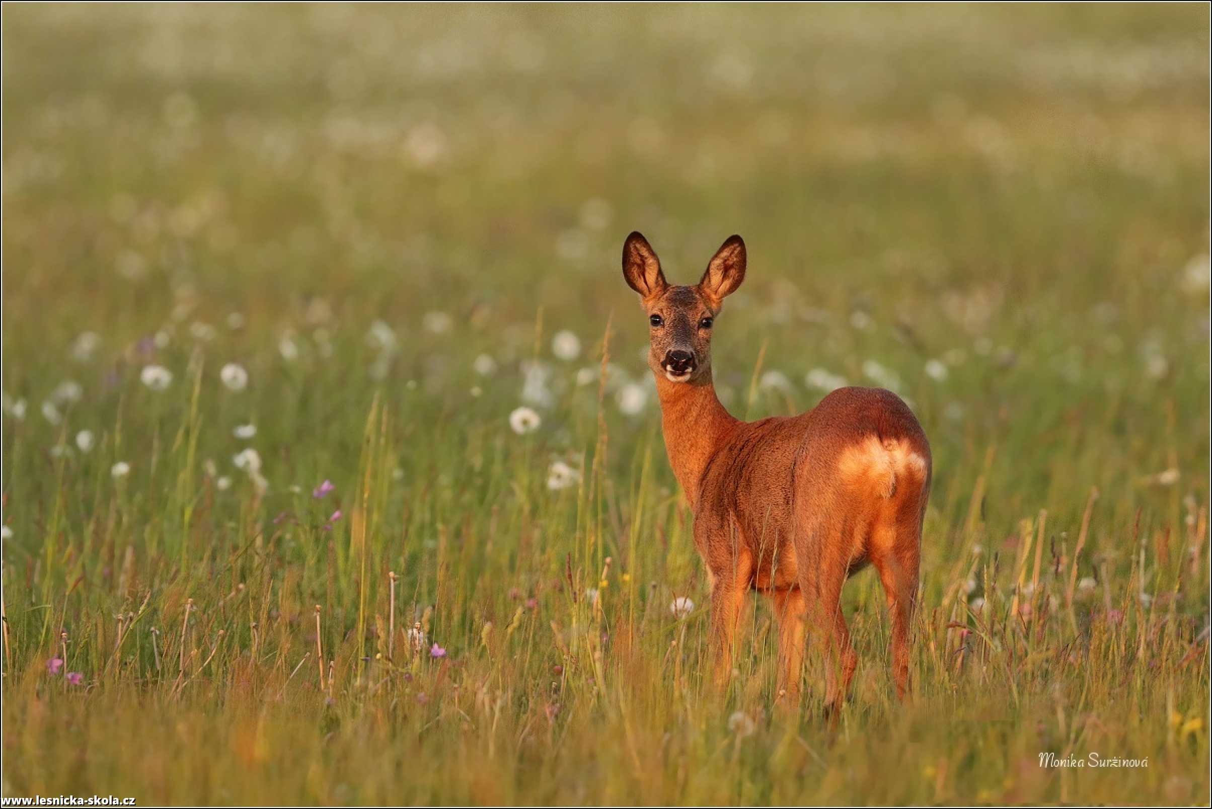 Srnec obecný - Capreolus capreolus - Foto Monika Suržinová 0822 (3)