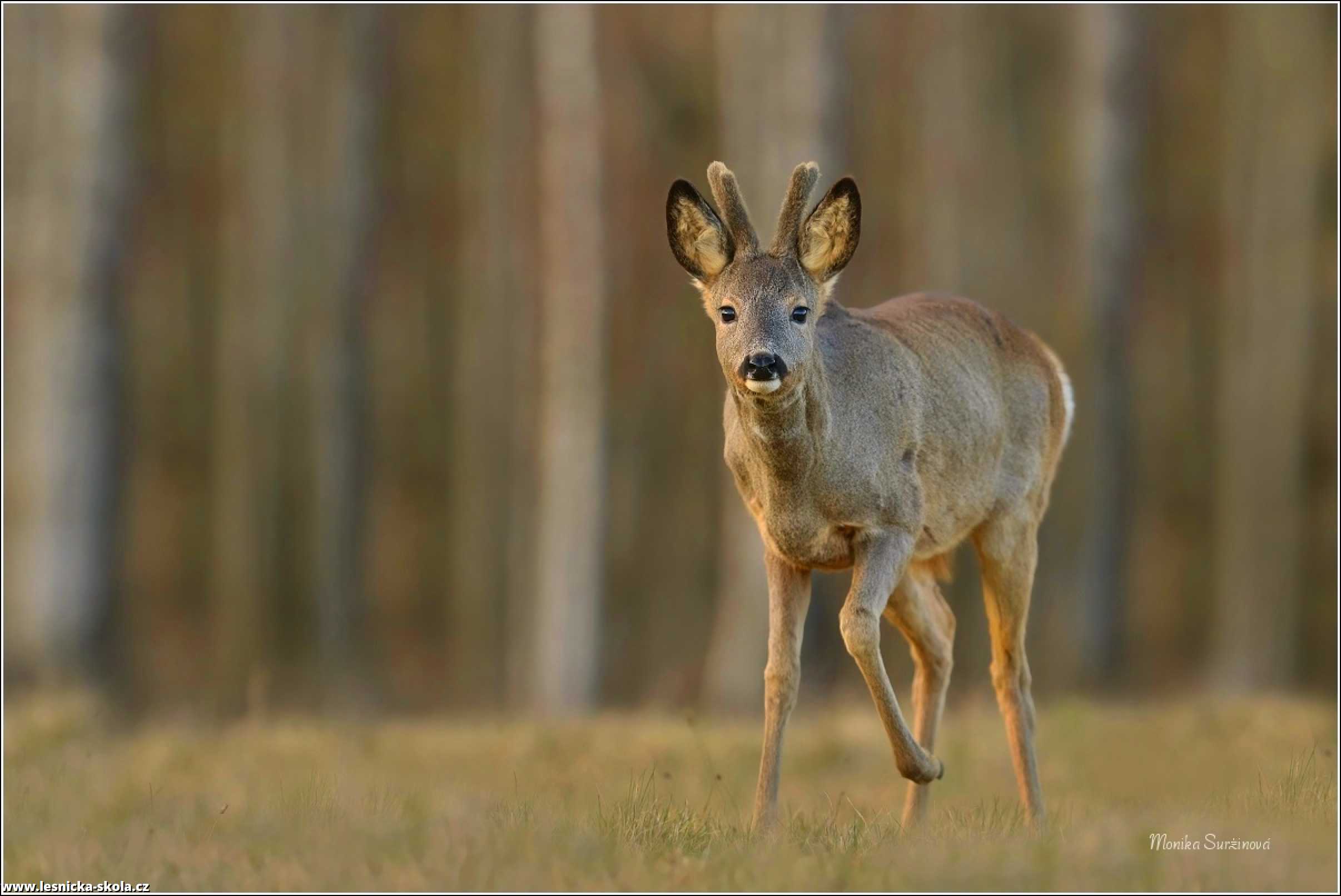 Srnec obecný - Capreolus capreolus - Foto Monika Suržinová 0822 (4)