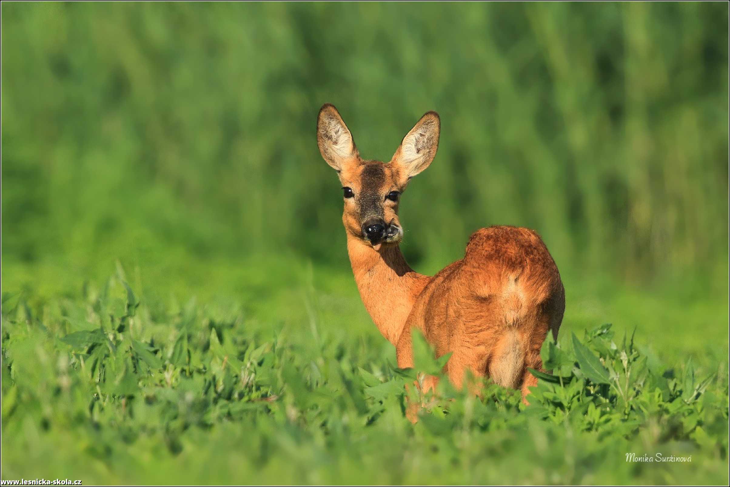 Srnec obecný - Capreolus capreolus - Foto Monika Suržinová 0822 (5)