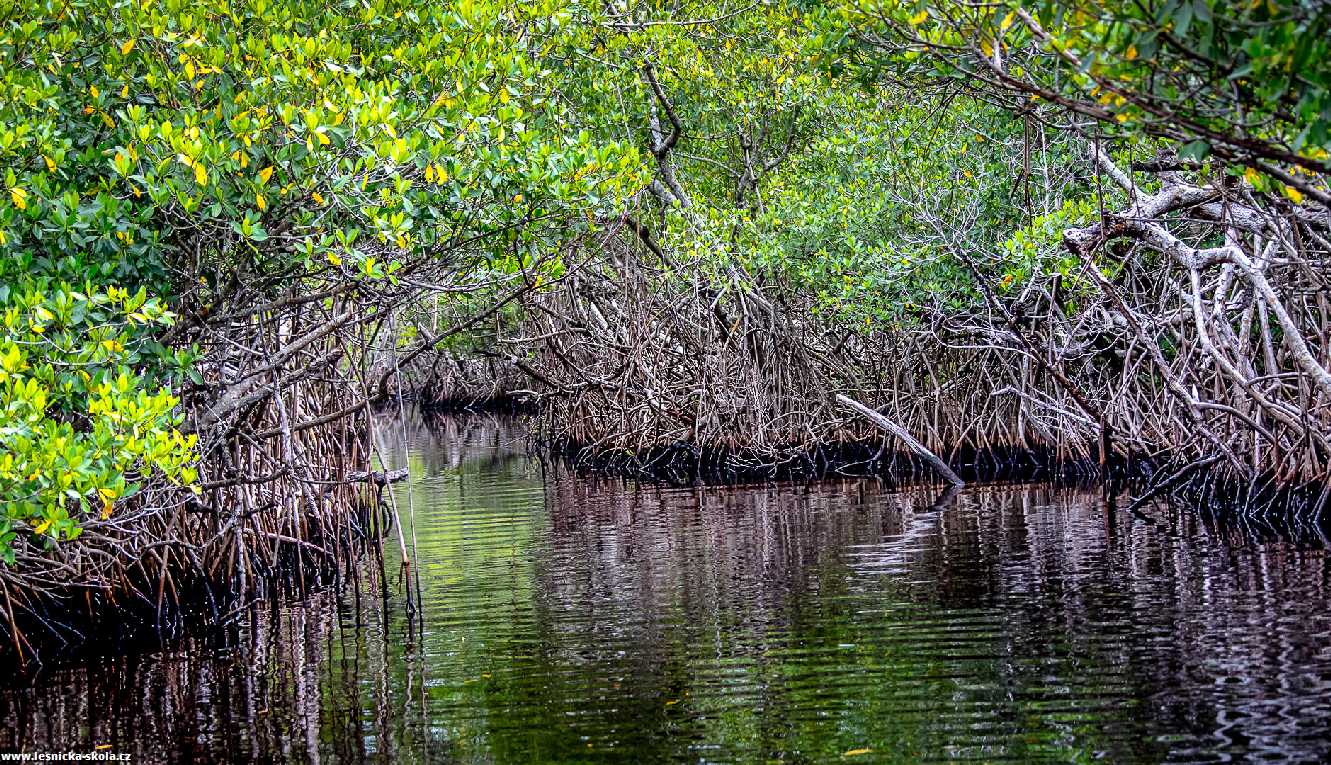 Tropické mangrovy s krokodýly a opicemi - Foto Ladislav Hanousek 0922 (1)