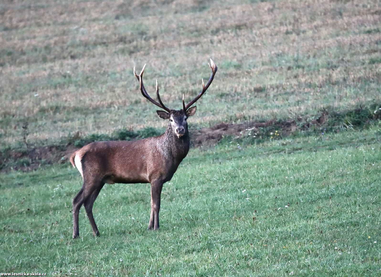 Jelen lesní - Cervus elaphus - Foto Marek Zimka 0922