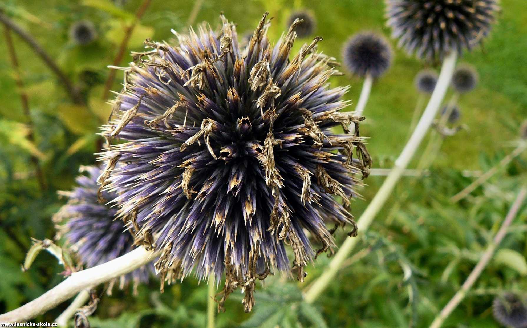 Bělotrn - Echinops - Foto Pavel Stančík 0922