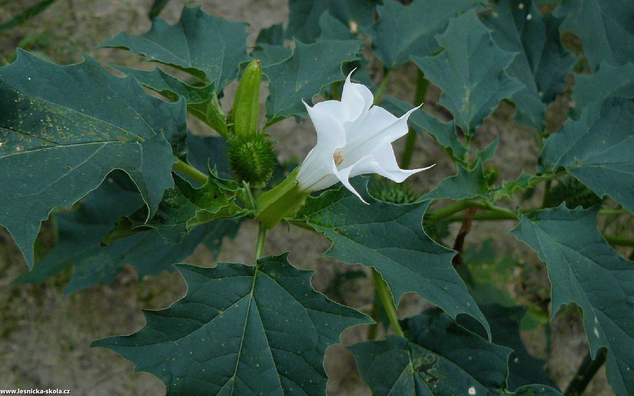 Durman obecný - Datura stramonium - Foto Pavel Stančík 0922