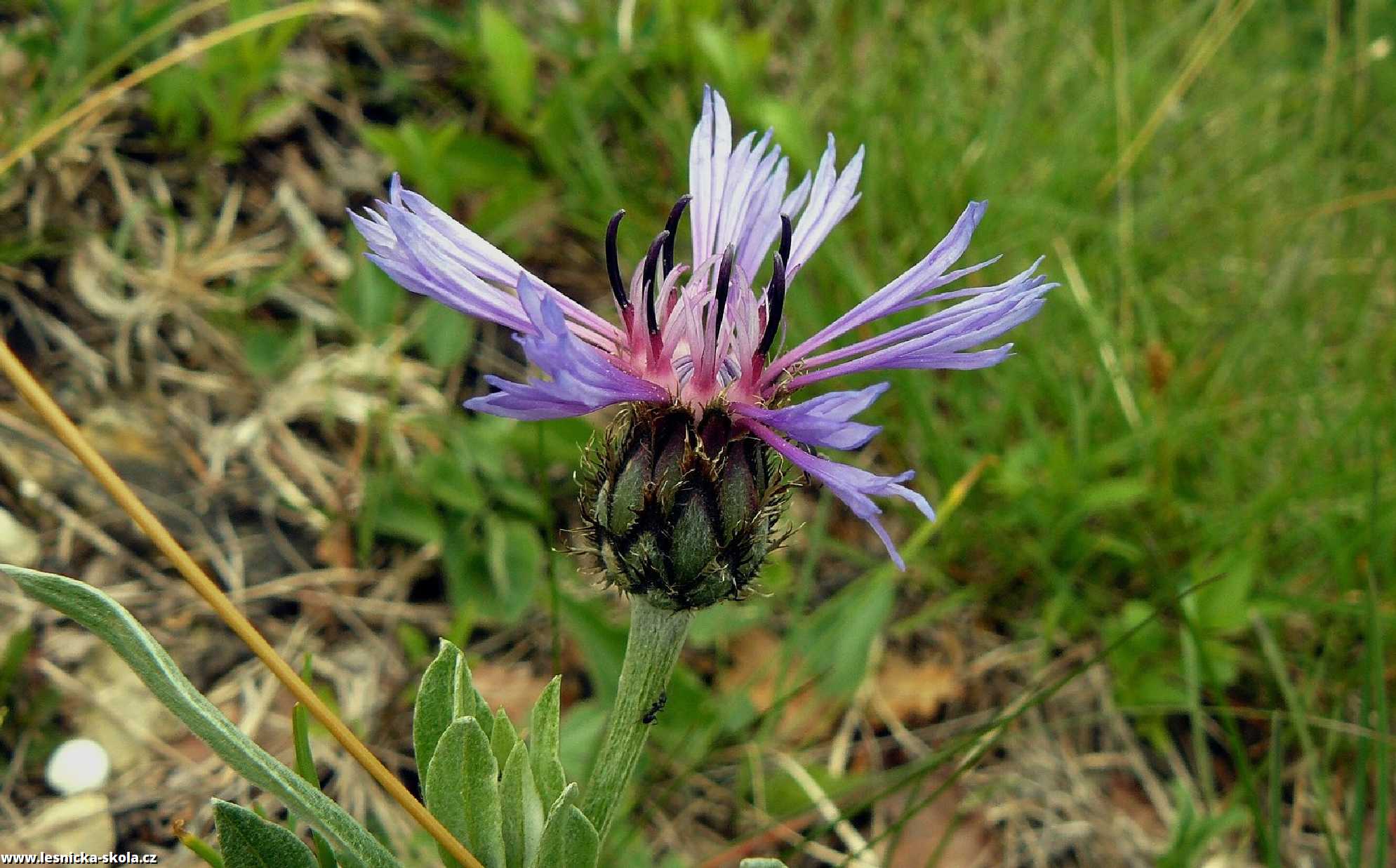 Chrpa chlumní - Centaurea triumfettii - Foto Pavel Stančík 0922